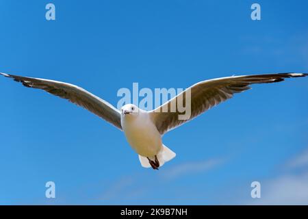 Hartlaub-Möwe oder Königsmöwe (Chroicocephalus hartlaubii) im Flug. Kleinmond, Whale Coast, Overberg, Western Cape, Südafrika. Stockfoto