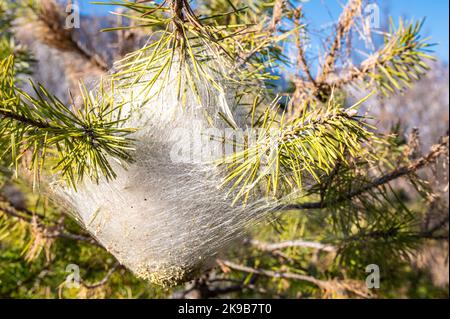 Pinien prozessionäre Mottenraupen in seidenen Nestern auf Kiefern, um den Winter zu überleben.(Thaumetopoea pityocampa) Norditalien, Trentino-Südtirol. Stockfoto