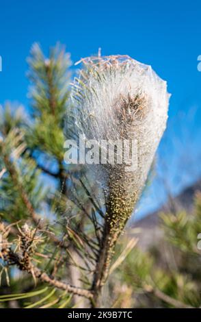 Pinien prozessionäre Mottenraupen in seidenen Nestern auf Kiefern, um den Winter zu überleben.(Thaumetopoea pityocampa) Norditalien, Trentino-Südtirol. Stockfoto