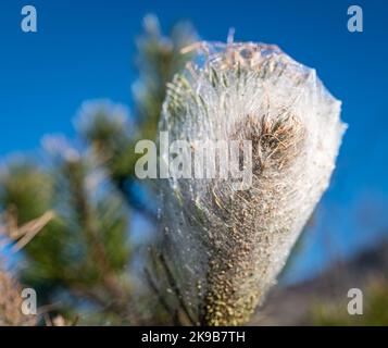 Pinien prozessionäre Mottenraupen in seidenen Nestern auf Kiefern, um den Winter zu überleben.(Thaumetopoea pityocampa) Norditalien, Trentino-Südtirol. Stockfoto