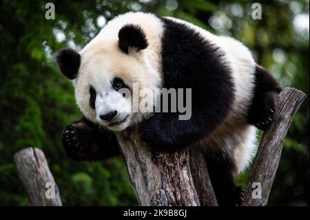 Madrid, Spanien. 27. Oktober 2022. Ein Pandabär klettert an der Spitze eines Baumes, der in seinem Gehege im Zoo von Madrid abgebildet ist. Quelle: Marcos del Mazo/Alamy Live News Stockfoto