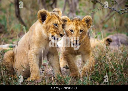 Löwe (Panthera leo) Junge spielen. Mpumalanga. Südafrika. Stockfoto