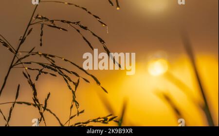 Die Sonne, die über dem See aufgeht, erhellt die Ohren des Küstengrases mit Tau-Tropfen Stockfoto