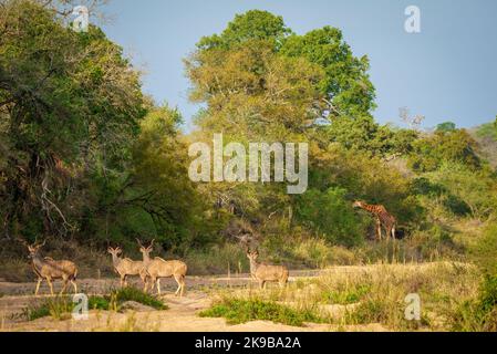 Großkudu (Tragelaphus strepsiceros) Herde beobachten eine südafrikanische Giraffe (Giraffa camelopardalis giraffa). Mpumalanga, Südafrika. Stockfoto