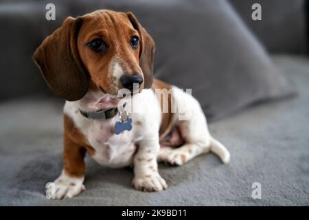 Foto eines Welpen im Miniaturformat Piebald Dachshund Hund auf dem Sofa sitzend Stockfoto