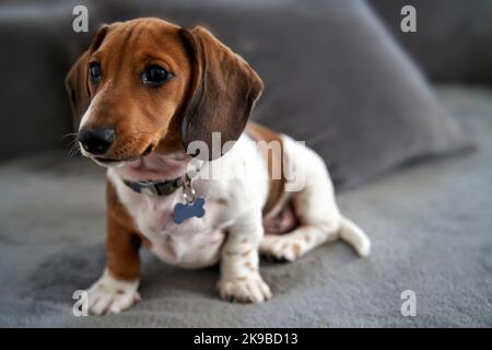 Foto eines Welpen im Miniaturformat Piebald Dachshund Hund auf dem Sofa sitzend Stockfoto