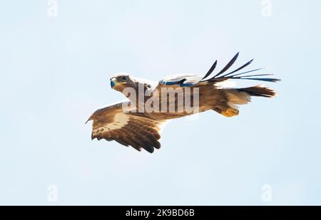 Unreifer Steppe Eagle im Flug Stockfoto