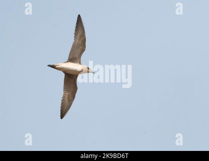 Winter plumaged Pazifischer Goldregenpfeifer (Pluvialis fulva) im Flug, von unten gesehen Stockfoto