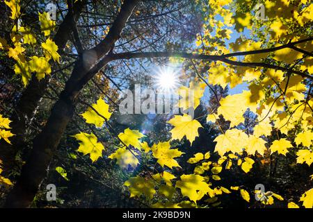 Buntes Herbstlaub mit Sonnenstrahlen, die durch die Blätter scheinen Stockfoto