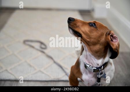 Foto eines Welpen im Miniaturformat Piebald Dachshund Hund sitzt auf dem Boden mit Führung durch die Haustür wartet auf zu Fuß aufgenommen werden Stockfoto