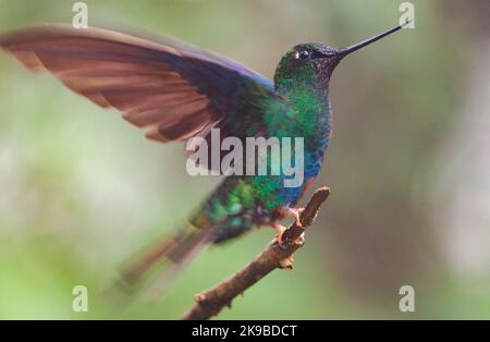 Großer Sapphirewing (Pterophanes cyanopterus peruvianus) im feuchten Bergwald bei Yanacocha in Ecuador. Stockfoto