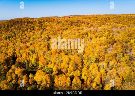 Luftbild des schönen Herbstfarben Wald Stockfoto