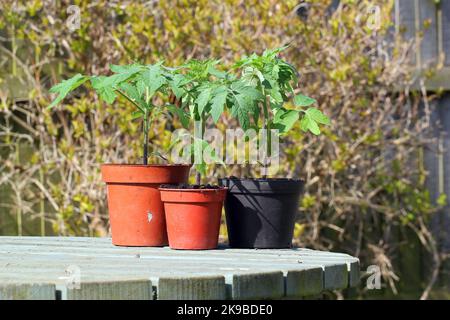 Tomatenpflanzen wachsen in Töpfen, die bereit sind, auszupflanzen. Stockfoto