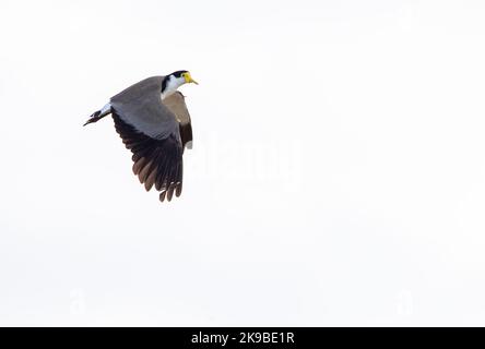 Masked Lapwing (Vanellus miles novaehollandiae) im Tawharanui Regional Park; Tawharanui Peninsula, Neuseeland. Stockfoto