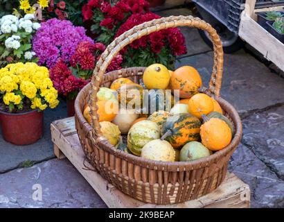 Rattan Korb voll mit kleinen dekorativen Kürbissen draußen auf dem Markt Stockfoto