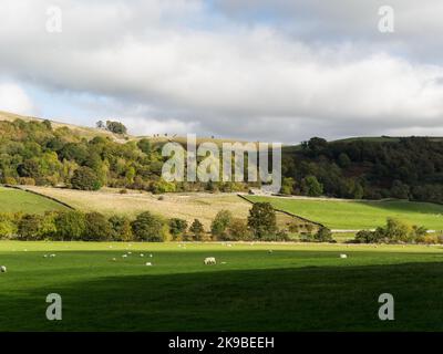 Schafe weiden im Swaledale Yorkshire Dales National Park in der Nähe von Reeth North Yorkshire England Stockfoto