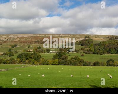 Schafe weiden im Swaledale Yorkshire Dales National Park in der Nähe von Reeth North Yorkshire England mit Trockensteinmauern, die Felder umschließen Stockfoto