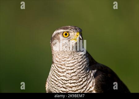 Havik close-up; Northern Goshawk Nahaufnahme Stockfoto