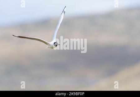 Erwachsene Andenmöwe (Chroicocephalus serranus) im Brutgefieder. Fliegen in Antisana Ökologisches Reservat in den hohen Bergen Ecuadors. Stockfoto