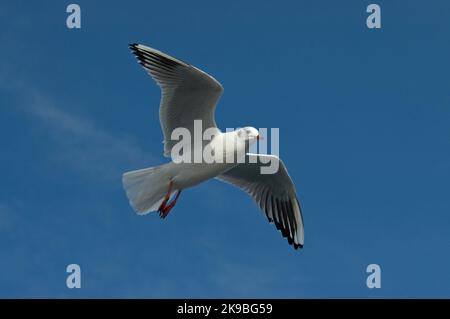 Lachmöwe nach winterplumage Fliegen, Kokmeeuw winterkleed volwassen Vliegend Stockfoto