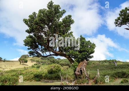 MADEIRA, PORTUGAL - 27. AUGUST 2021: Es ist eines der fabelhaften Reliquien der uralten Bäume des Fanal-Teichwaldes, der zum UNESCO-Weltkulturerbe gehört Stockfoto