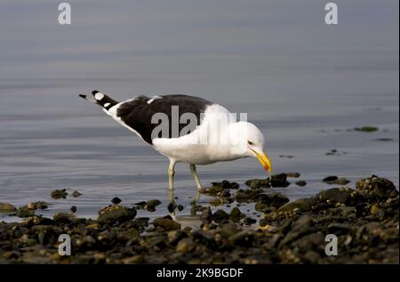 Kelpmeeuw, Kelp Gull, Larus dominicanus Stockfoto