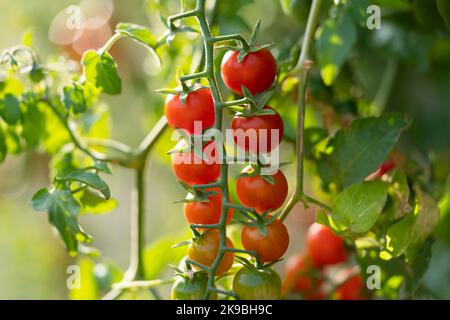 Reife, appetitliche Kirschtomaten, die am grünen Zweig hängen, reifen im Gewächshaus oder auf dem Bauernhof Stockfoto