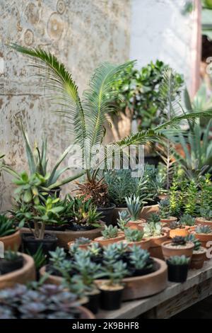 Gemütlicher Pflanzenladen mit Pflanzentöpfen auf Holzvitrine. Startseite floral Design Studio. Kleinunternehmen. Stockfoto