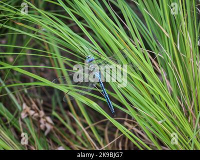 Alleinerziehender Kater der Kaiserdragonfly (lateinischer Name: Anax Imperator) auf dem Gras in der besonderen Natur resere Gornje Podunavlje in Serbien Stockfoto