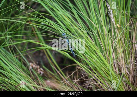 Alleinerziehender Kater der Kaiserdragonfly (lateinischer Name: Anax Imperator) auf dem Gras in der besonderen Natur resere Gornje Podunavlje in Serbien Stockfoto