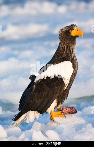 Steller - zeearend, Stellers Sea - Adler Stockfoto