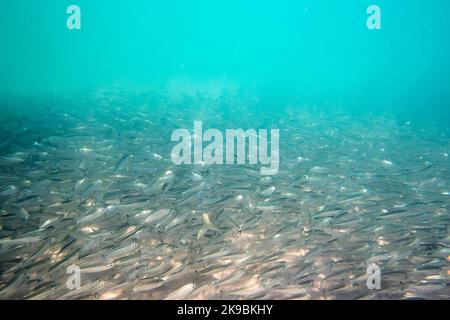 Sardinen Fisch braten Unterwasser Hintergrund. Großes Schwarm kleiner grauer Fische unter Wasser im Meer. Hintergrund von vielen Meeresfischen Stockfoto