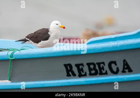 Belcher-Möwe (Larus belcheri), auch bekannt als Bandschwanzmöwe, an der Küste des Humboldtstroms in Lima, Peru. Erwachsener, der sich auf einem Boot ausruht Stockfoto