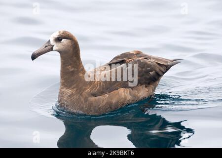 Adult Black-footed Albatross (Diomedea nigripes) auf See vor der Küste von Montery in Kalifornien, USA. Seitenansicht des Schwimmens hinter einem kleinen Schiff. Stockfoto