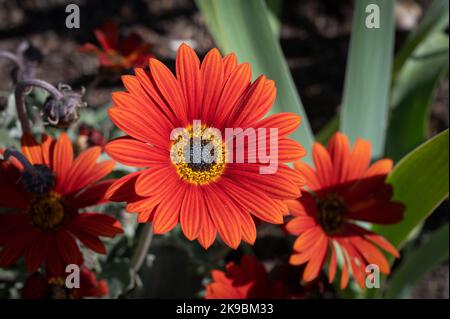 Opera Fire African Daisy Stockfoto