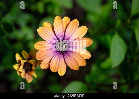 Osteospermum Purple Sun African Daisy Stockfoto
