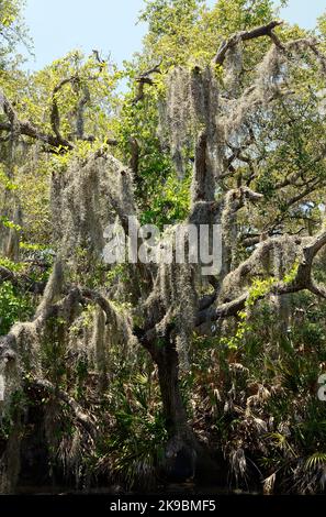 Spanisches Moos am Baum hängend, Tillandsia usneoides, Ananasfamilie, lockige silberne Stränge, Epiphyt, Blühende Pflanze, tropisch, fedrig, dekorativ Stockfoto