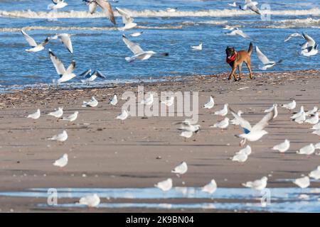 Hund störenden Silbermöwe (Larus argentatus) Herde am Strand von Katwijk aan Zee Stockfoto