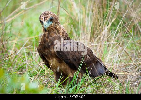 Jugendlicher Bateleur-Adler (Terathopius ecaudatus) auf dem Boden. Das Fleisch auf seinem Gesicht stammt von dem Gegenstand, an dem es sich ernährt. Mpumalanga. Südafrika. Stockfoto