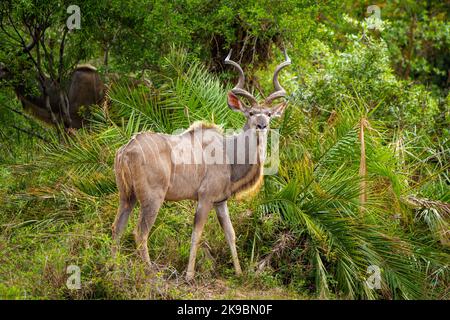 Großkudu oder Kodoo (Tragelaphus strepsiceros) männlich. Mpumalanga. Südafrika. Stockfoto