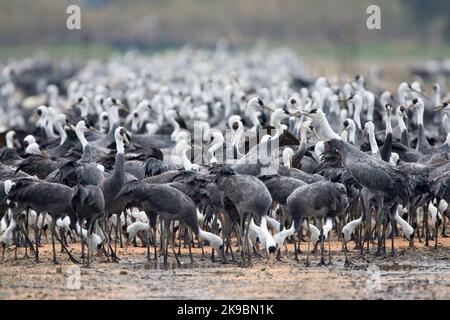 Grote Groep overwinterende Monnikskraanvogels; große Herde von überwinternden Hooded Krane Stockfoto