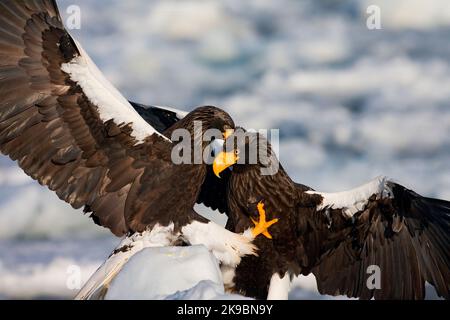 Überwintern des erwachsenen Steller-Seeadlers, Haliaeetus pelagicus, auf Hokkaido in Japan. Stockfoto