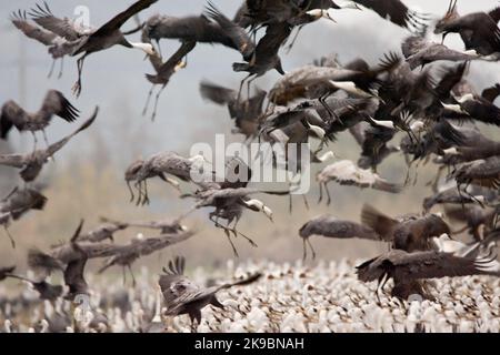 Grote Groep overwinterende Monnikskraanvogels; große Herde von überwinternden Hooded Krane Stockfoto