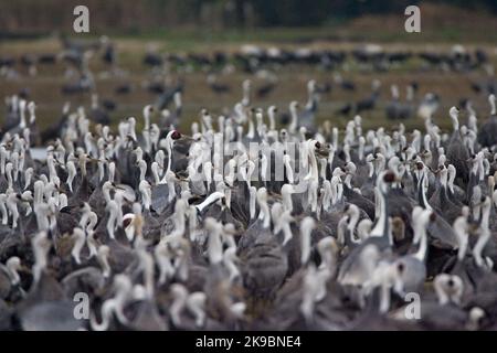 Grote Groep overwinterende Monnikskraanvogels en Witnekkraanvogels; große Herde von überwinternden Hooded Krane und Weißnackenkraniche Stockfoto