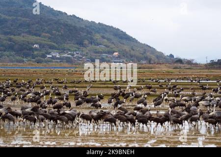 Grote Groep overwinterende Monnikskraanvogels en Witnekkraanvogels; große Herde von überwinternden Hooded Krane und Weißnackenkraniche Stockfoto