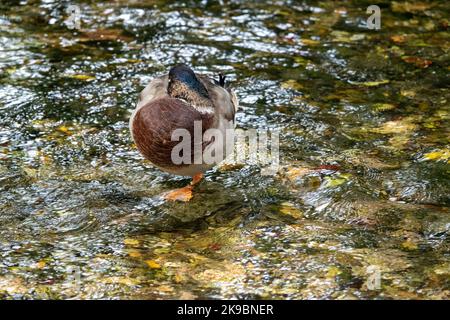 Männliche Stockente schläft mit Kopf im Körper, der im Fluss steht Stockfoto