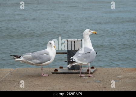 europäische Heringsmöwen larus argentatus thront auf der Meeresmauer mit dem Meer im Hintergrund Stockfoto