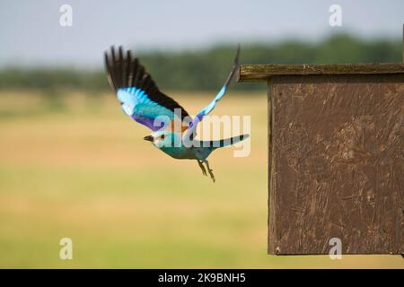 Scharrelaar bij nestkast ; europäische Rolle im Nest Box Stockfoto