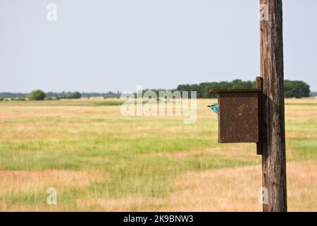 Scharrelaar bij nestkast ; europäische Rolle im Nest Box Stockfoto