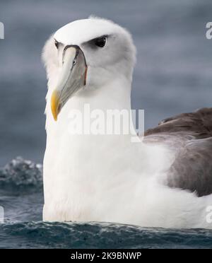 Weißer Albatross (Thalassarche Steadi), der im pazifischen Ozean vor Kaikoura, Südinsel, Neuseeland, schwimmt. Stockfoto